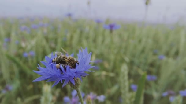 Macro toma de una abeja polinizando una flor silvestre de aciano azul en el campo de verano sin gente Close up view slow mo video in 4K on UHD camera — Vídeo de stock