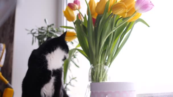 Bbeautiful gato blanco y negro junto a un ramo de flores mira por la ventana. Ramo de tulipanes amarillos. Movimiento lento — Vídeos de Stock