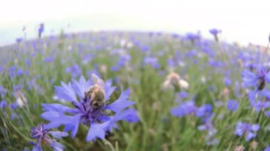 Çalışkan bir arı insanları yakın görünüm yavaş mo 4 k Uhd fotoğraf makinesinde video olmadan yaz alanında mavi knapweed çayır çiçek pollinating