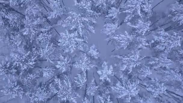 Aerial shooting of flight over the winter snowy pine forest in 4K UHD camera — Stock Video