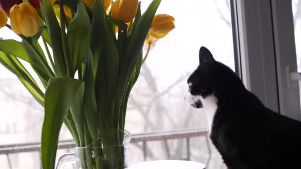 Home beautiful black and white cat next to a bouquet of flowers looks out the window. Bouquet of yellow tulips. slow motion — Stock Video