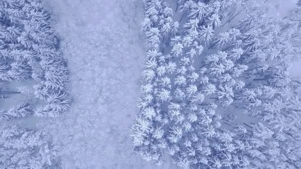 Beautiful blue winter young pine and deciduous trees snow forest aerial view video with top down camera zoom in 4K UHD camera — Stock Video