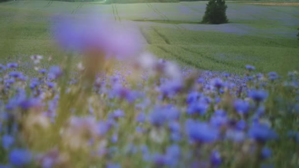 Φλοράλ καλοκαίρι ηλιοβασίλεμα πράσινο λιβάδι με αγριολούλουδα knapweed μπλε λιβάδι με κανένας λαός δεν αργή mo βίντεο στη φωτογραφική μηχανή Uhd 4k — Αρχείο Βίντεο