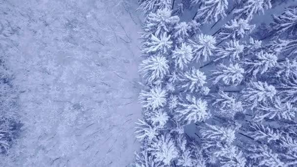 Vackra vinter unga tall och lövträd skogen täckt med snö Flygfoto med ner upp kamera zooma in 4k Uhd kamera — Stockvideo