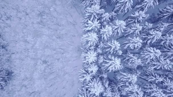 krásné zimní mladých borových a listnatých stromů lesa pokryté sněhem letecký pohled s dolů se fotoaparát zoom v rozlišení 4k Uhd fotoaparát