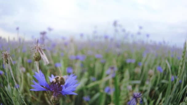Bir arı oturma ve sonra bir güzel mavi knapweed çayır görünümü yavaş mo 4 k'dan fazla video yakın insanlar olmadan yaz gün batımı alanındaki üzerinden Uhd kamera üzerinde uçan — Stok video