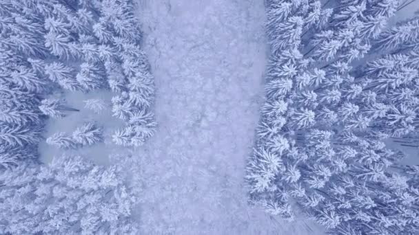 Bonito inverno azul jovem pinhal coberto de neve com clareira de árvores caducas na vista aérea central com zoom câmera para baixo em 4K — Vídeo de Stock