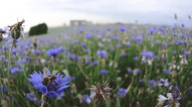 Bir arı bir flexing mavi knapweed çayır kır çiçeği insanları yakın görünüm yavaş mo 4 k Uhd fotoğraf makinesinde video olmadan yaz gün batımı alanında oturuyor