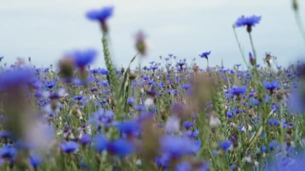 Камера движется вправо влево над красивым голубым лугом сорняки полевые цветы в цветочном поле летом без людей в близком расстоянии мо 4K видео на UHD камеры — стоковое видео