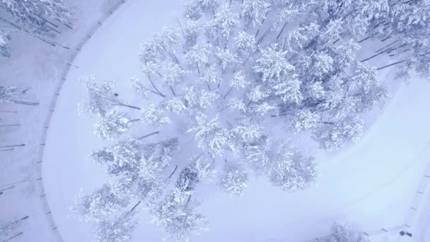 Повітряний політ над зимовим засніженим сосновим лісом і велика дорога з однією людиною в камері 4K UHD — стокове відео