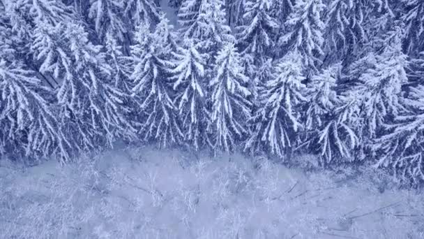 Voo de câmera acima do topo de pinheiros cobertos de neve e árvores caducas na bela floresta azul de inverno sem pessoas exibição aérea de vídeo em 4K filmado na câmera UHD — Vídeo de Stock