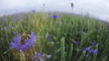 Bir arı pollinating ve sonra insanlar olmadan yaz günbatımı alanında güzel bir mavi peygamber çiçeği Wildflower uçan UHD kamera 4k görüntü yavaş Mo video yakın