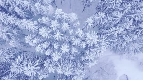 4 k で美しい青い冬松の雪の森の空中トップダウンカメラのズームビデオ — ストック動画
