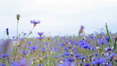 Yavaş mo 4 k Uhd kamerada video yukarı çayır knapweed kır çiçekleri çiçek açması yaz alanında insanlar olmadan kapatmak