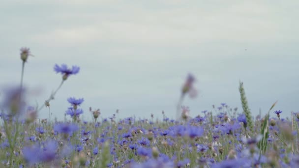 Hermosas flores silvestres de aciano azul en el campo de atardecer de verano floral sin personas en primer plano lento mo 4K video en la cámara UHD — Vídeos de Stock
