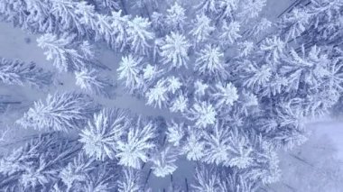 güzel mavi kış genç çam kar orman yolu havadan görünümü video ile aşağı Kamera zoom 4 k ile