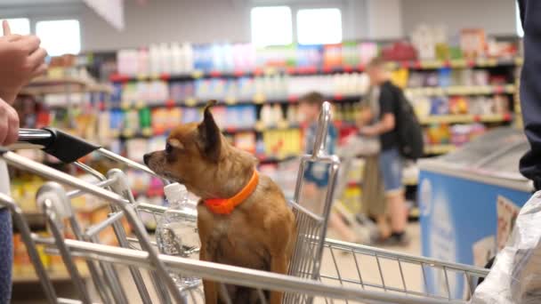 Маленькая собака сидит в корзине супермаркета и смотрит вокруг в 4K замедленного движения крупным планом видео — стоковое видео