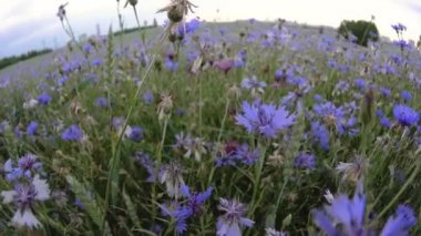 Kamera UHD kamera üzerinde yavaş Mo 4k video yakın insanlar olmadan çiçek yaz günbatımı alanında mavi peygamber çiçeği yaban çiçekleri üst üzerinde ileri hareket