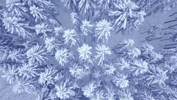4K UHDカメラでカメラズームと美しい冬の雪の若い松の森の空中ビュー — ストック動画