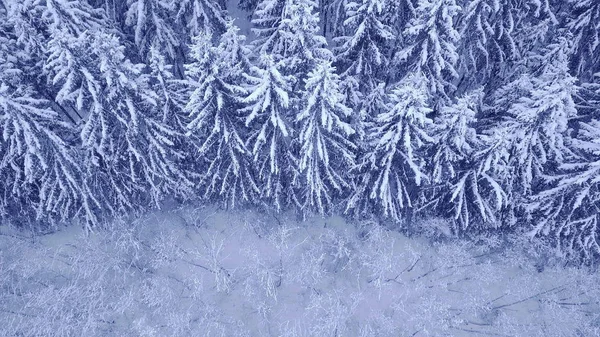 Voo de câmera acima do topo de pinheiros cobertos de neve e árvores caducas na bela floresta azul de inverno sem pessoas vista aérea em 4K tiro na câmera UHD — Fotografia de Stock