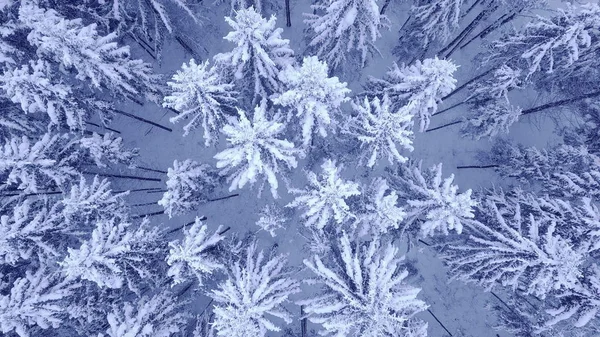 Kamerarotation über Baumwipfeln von schneebedeckten jungen Kiefern in wunderschönem blauem Winterwald ohne Menschen Luftbildaufnahmen in 4k mit UHD-Kamera — Stockfoto