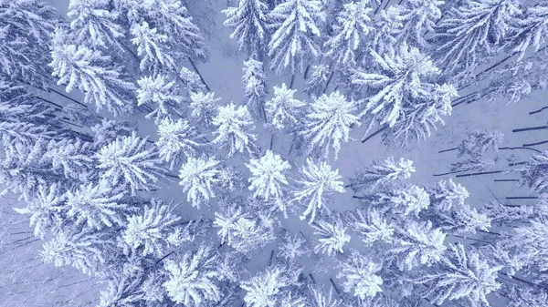 Aerial down up camera zoom video of beautiful blue winter pine snow covered forest in 4K