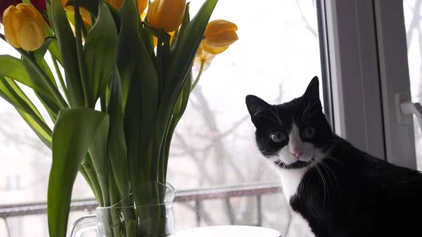 Inicio hermoso gato blanco y negro junto a un ramo de flores mira por la ventana. Ramo de tulipanes amarillos. cámara lenta —  Fotos de Stock