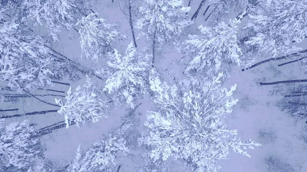 Krásný modrý zimní mladý borovice sníh pokrytý les antény zblízka pohled video s dolů kamera zoom v 4K — Stock fotografie
