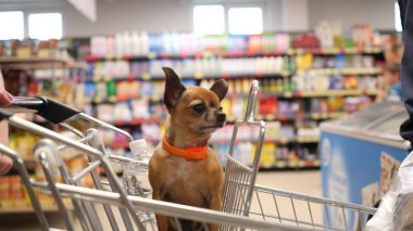 Küçük köpek süpermarket arabasında oturuyor ve 4K yavaş çekimde etrafa bakıyor.