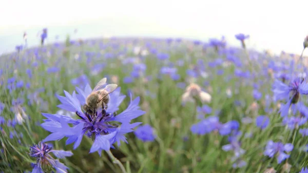 Зайнята бджола запилює синю квітку травоїдного лугу в літньому полі без людей Крупним планом дивитися повільне відео мо в 4K на камеру UHD — стокове фото