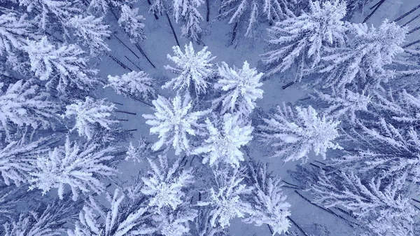 Vuelo sobre la parte superior de los pinos jóvenes nevados en el hermoso bosque azul de invierno sin personas Vídeo aéreo filmado en 4K con cámara UHD —  Fotos de Stock