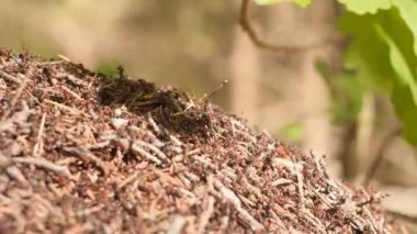 Yavaş çekim de arka planda yaz güneş ormanı meşe ağacı dalı altında kırmızı karıncakolonisi ile büyük karınca yuvası 4k video kadar yakın.