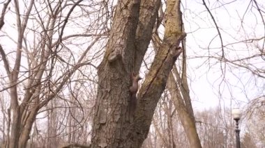 İki sincap yavaş çekim 4k video arka planda güneşli bir günde bir şehir parkında bir ağaç gövdesi üzerinde birbirlerine yetişmeye oynamak