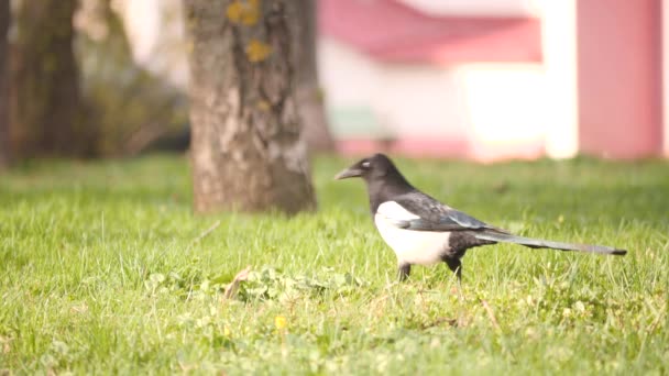 Piękne dzikie Sroka szuka żywności w trawie na ziemi w parku miejskim z samochodami na tle w zwolnionym tempie 4K wideo bez ludzi. — Wideo stockowe