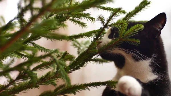 Chica acariciando y acariciando su británico gato mientras sentado en su sillón cerca del árbol de Navidad en casa . —  Fotos de Stock