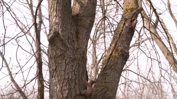 Dos ardillas juegan escondiéndose una de la otra en un tronco de árbol en un parque de la ciudad en un día soleado con un cielo azul en el fondo en cámara lenta video 4K — Vídeo de stock