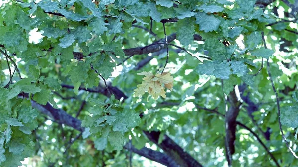 Höstlig ek lämnar sent sommaren tidigt hösten solljus genom oaken lämnar. — Stockfoto