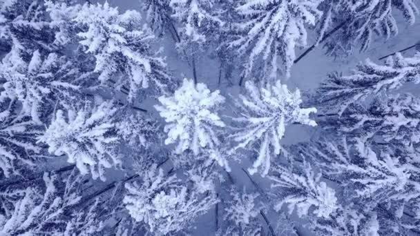 Krásný zimní mladý borový les pod sněhem letecký pohled s kamerou dolů zoom v 4K UHD kamery — Stock video