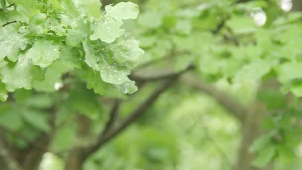 Le foglie di quercia sotto la pioggia. Gocce di pioggia gocciolano sulle foglie. Rami di quercia ondeggiano nel vento — Video Stock