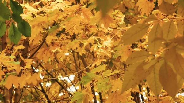 Gula lönnlöv glidande fokus som närbild av vackra magiska höstträd, gula blad och otroligt varma lugna soliga vädret. — Stockfoto
