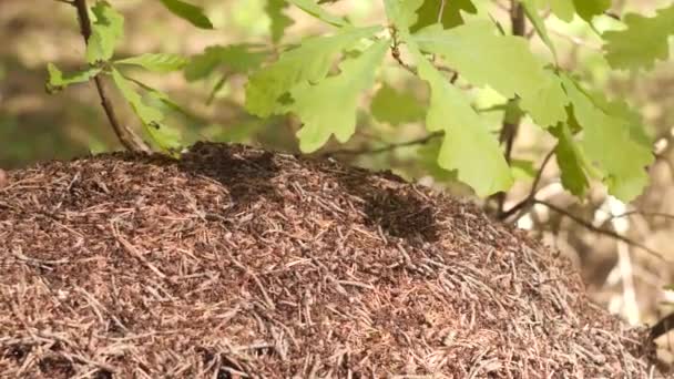 Grande fourmilière avec colonie de fourmis sous la branche de chêne dans la forêt d'été au ralenti vidéo 4K . — Video