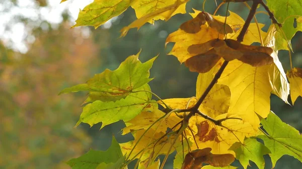 Höstens färgglada ljusa gren träd med ljusa bladverket på Misterfatka park bakgrund — Stockfoto