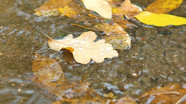 Närbild av lönn blad på hösten drifting på vatten — Stockfoto
