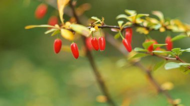 Kızamık kırmızı çilek odak kayar yeşil bir arka plan üzerinde