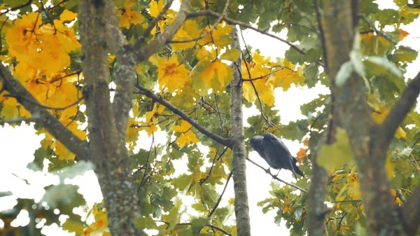 A black bird sitting in leaves. Autumnal Oak Leaves Late summer early autumn sunlight through oak leaves.