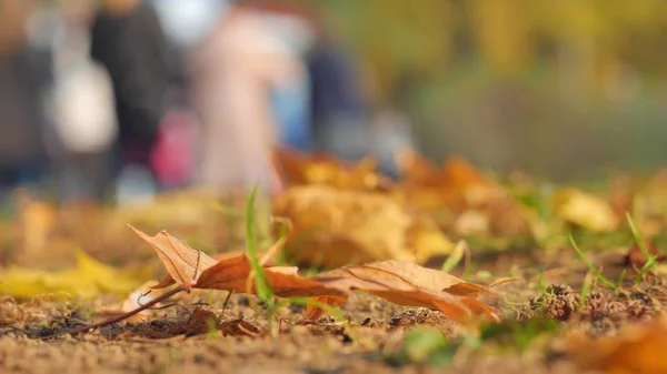 Höstlöv, närbild. I bakgrunden går människor i höstens parken. Mängden av okänd lyudy suddas ut ur fokus för bakgrund. — Stockfoto