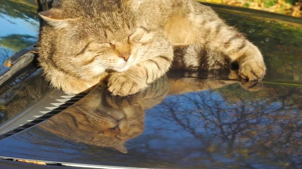 Kočičí slepota na kapotě auta, která je zaparkovaná na podzimní zahradě. — Stock fotografie