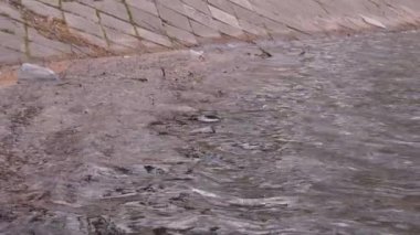 plastik şişeler arasında bir şehir parkında nehir dalgaları, çöp ve diğer kirleticiler orta görünüm 4k çevre kirliliğinin bir örneği olarak arka planda set in suda yüzen
