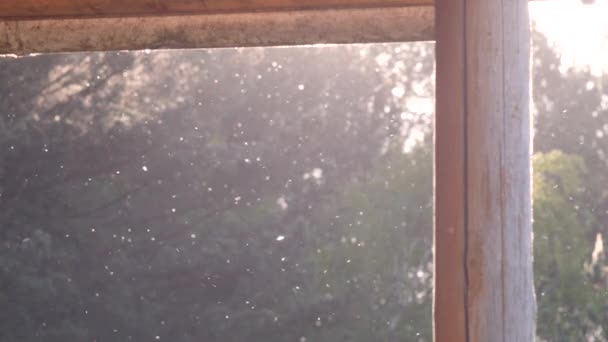 Pioppo lanugine sta volando nel sole estivo aria su sfondo alberi verdi in slow motion 4k video — Video Stock