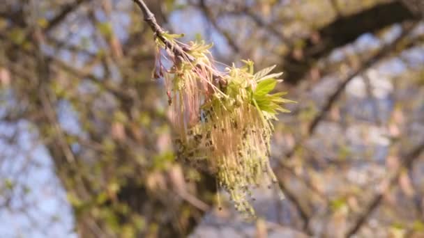 最初の春の穏やかな葉と枝は、クローズアップスローモーション4Kショットで芽と青い曇った空を背景に対して — ストック動画